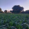 Arizal Mahdi Calls for Agricultural Transformation and Rural Job Creation through Malaysia’s GWG Model