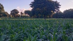 Arizal Mahdi Calls for Agricultural Transformation and Rural Job Creation through Malaysia’s GWG Model