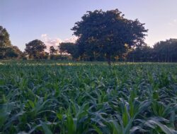 Arizal Mahdi Calls for Agricultural Transformation and Rural Job Creation through Malaysia’s GWG Model